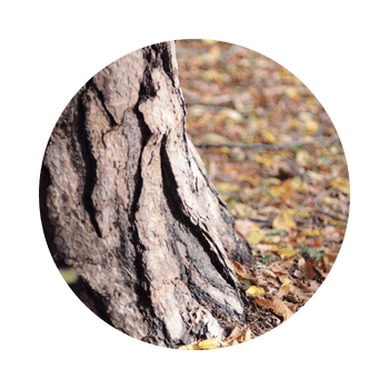 Kiefernstamm mit grober Borke, dahinter buntes Herbstlaub