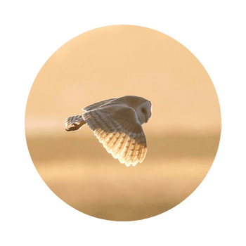 Fliegende Schleiereule