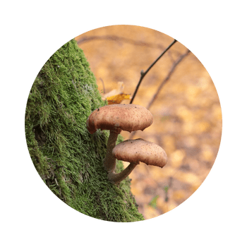 Zwei braune Pilze wachsen aus einem bemoosten Baumstamm