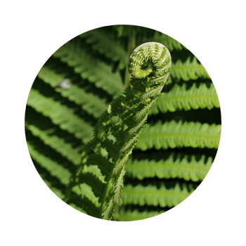 Eingerolltes Farnblatt