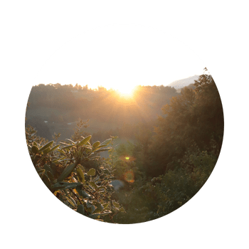 Sonnenaufgang über einem Hügel, davor Büsche