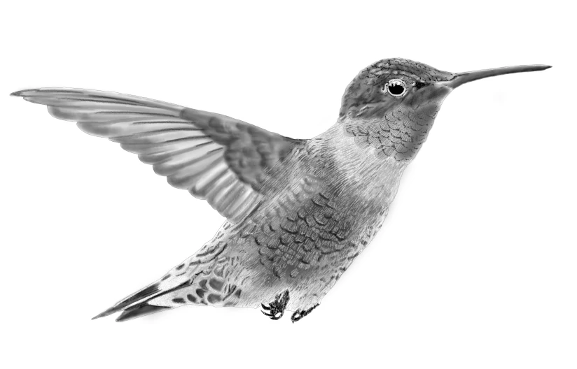 Kolibri-Bleistiftzeichnung (c) David Wege