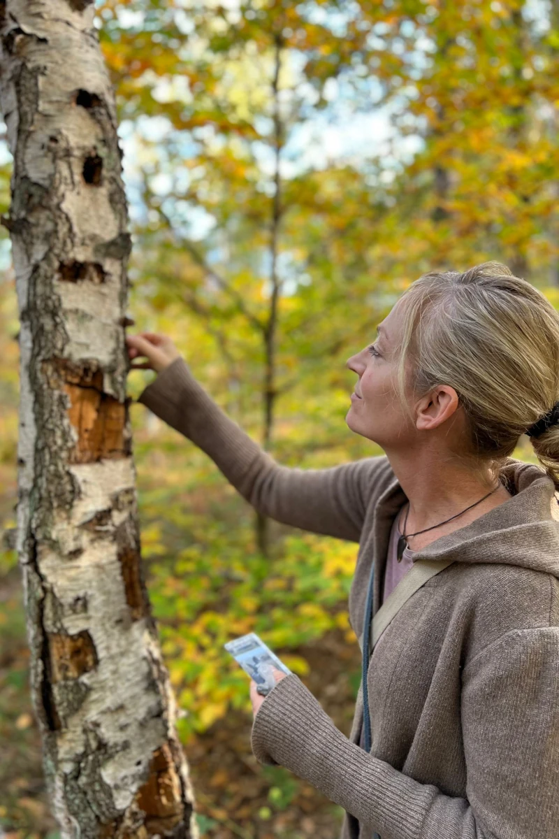 Miriam Schulz steht in einem bunten Herbstwald und begutachtet die Rinde einer Birke