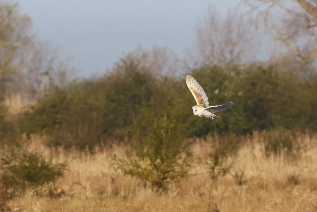 Eine Schleiereule fliegt über eine braune Graslandschaft