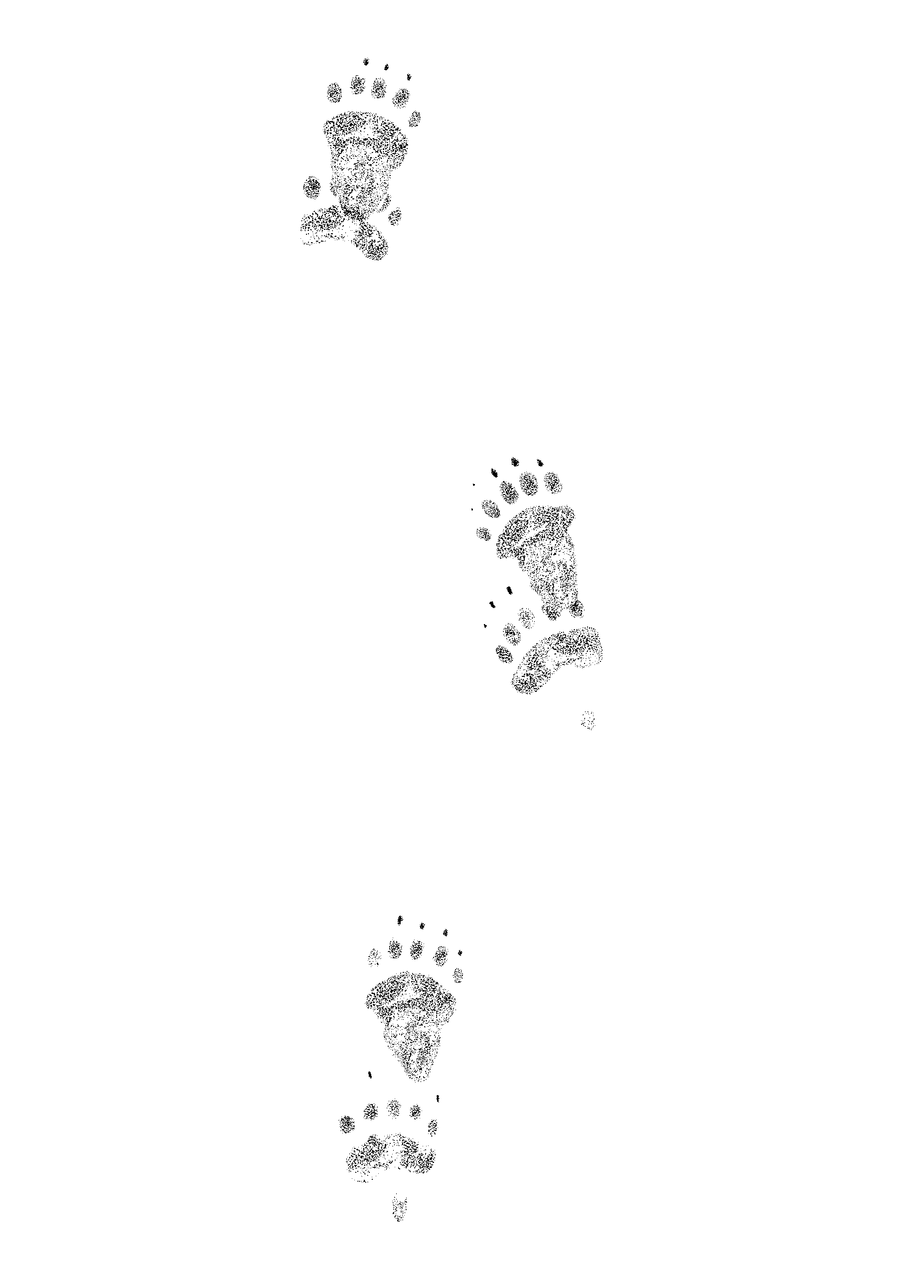 Bärenspuren - Bleistiftzeichnung David Wege