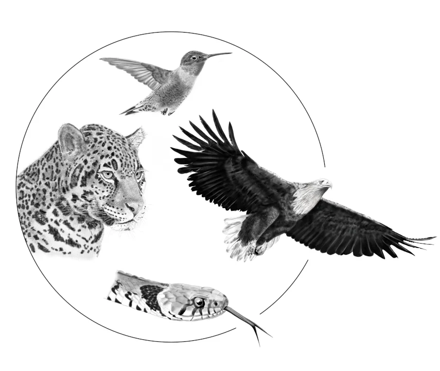 Bleistiftzeichnung: Medizinrad Archtypen Jaguar, Kolibri, Adler, Schlange