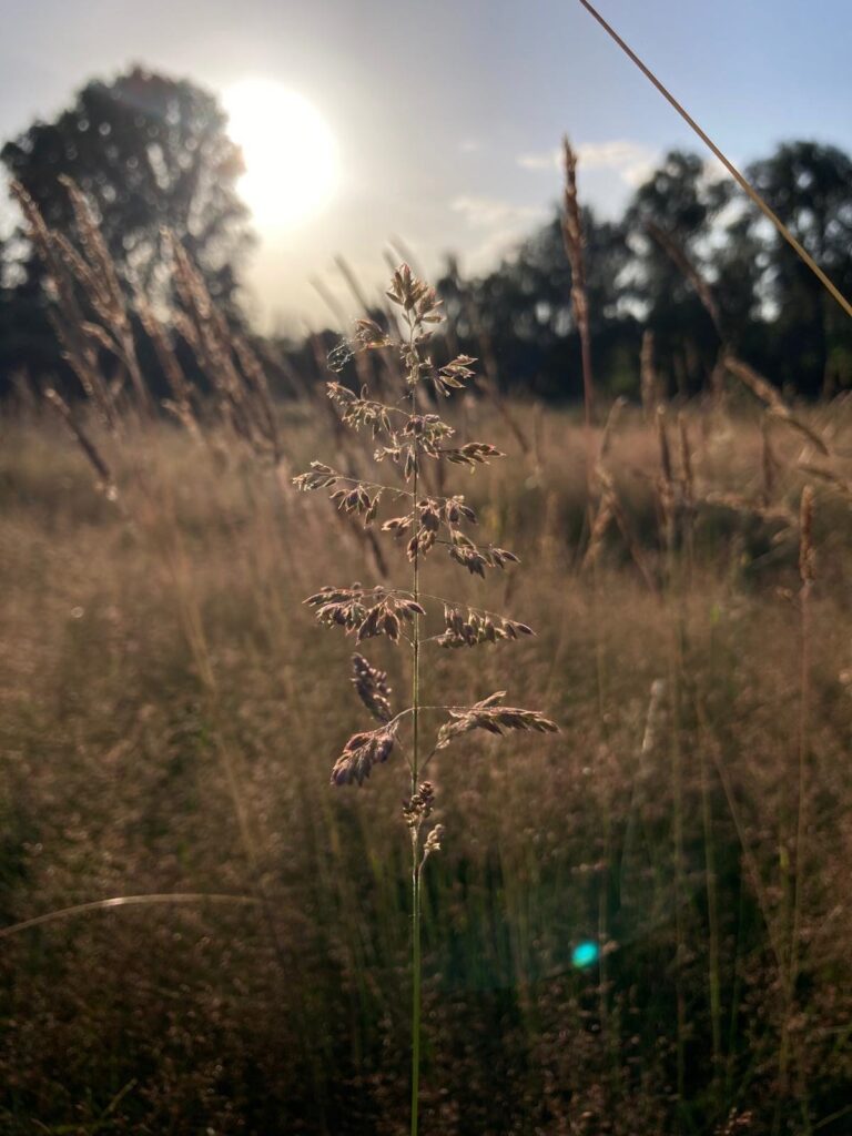 Gräser im Wind