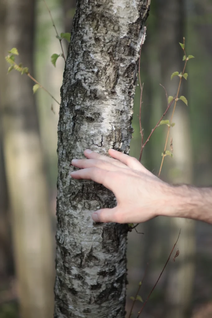 Hand berührt einen Birkenstamm