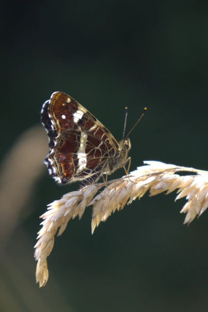 Braun-weißer Schmetterling auf einem trockenen Grashalm
