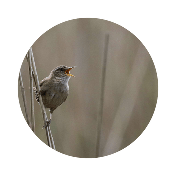 Zaunkönig auf einem Ast