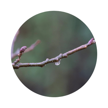 Regentropfen auf einem Zweig