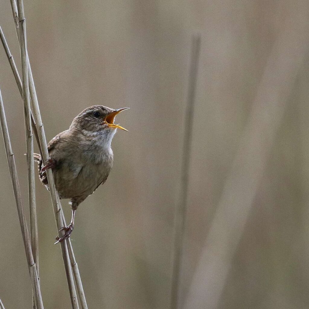 Zaunkönig auf einem Ast