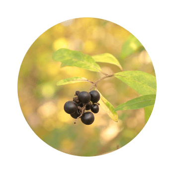 Beeren vor gelbem Laub