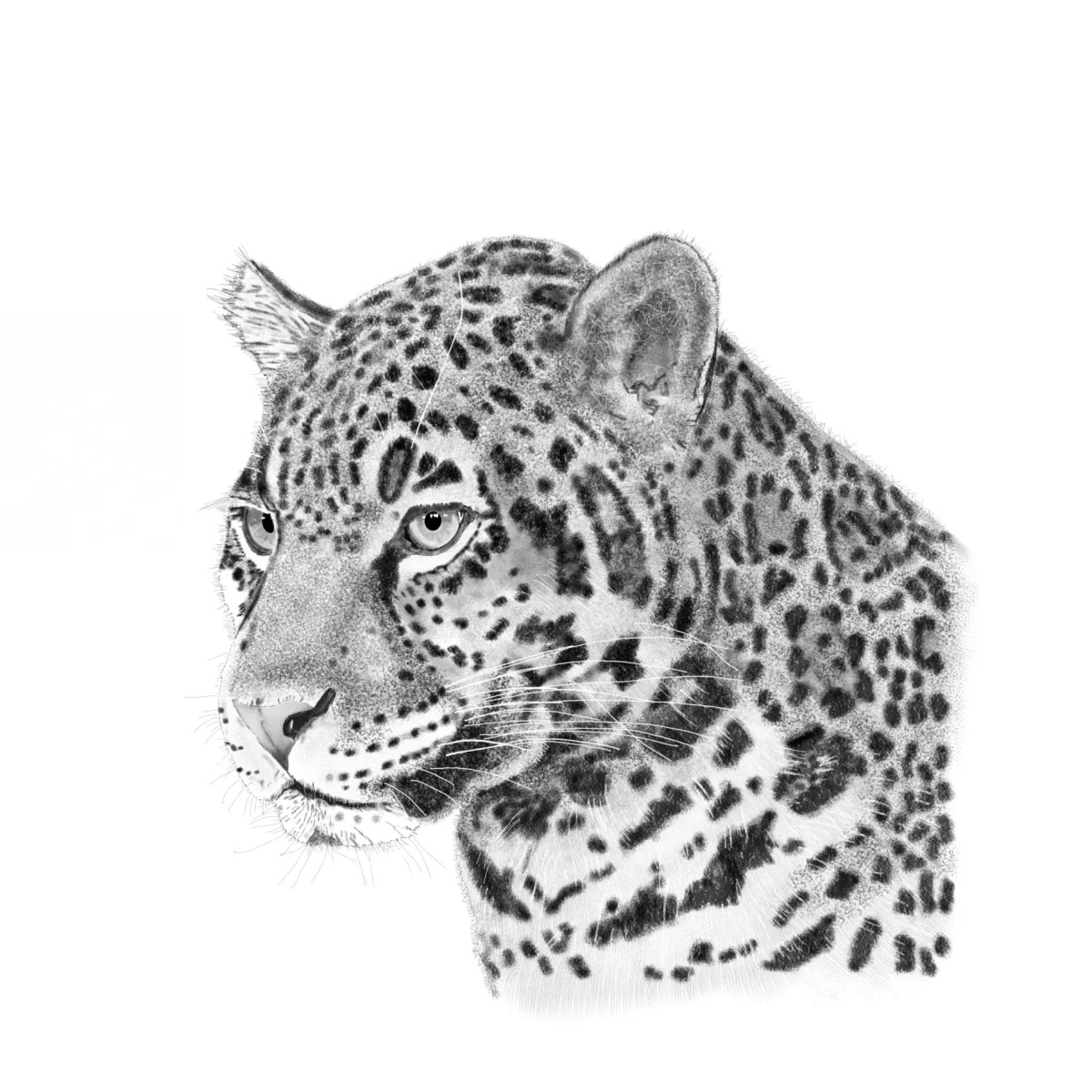 Bleistiftzeichnung eines Jaguars (c) David Wege